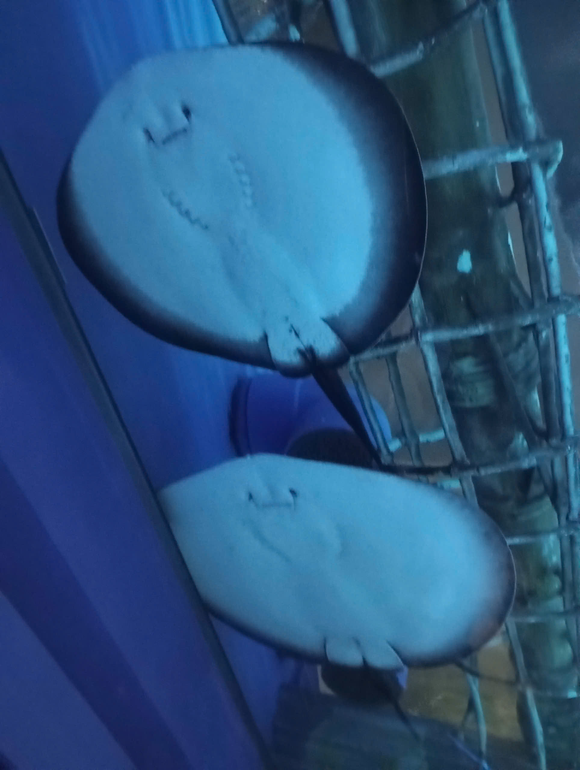 hehe
